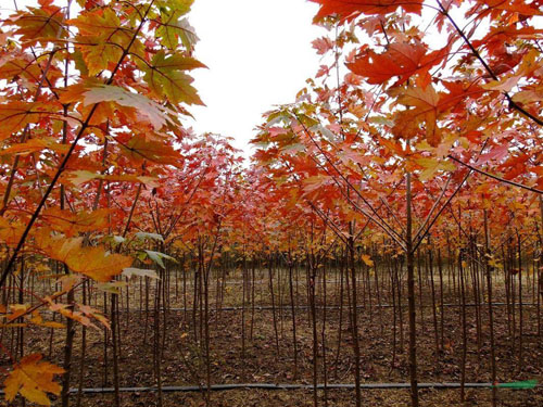 美國紅楓