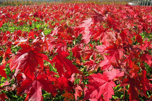 紅楓樹冠球形綠地中栽植觀賞 紅楓樹冠球形綠地中栽植觀賞