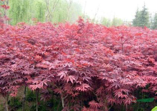 紅楓移植植樹最適宜時(shí)期隨栽苗