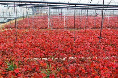 紅楓移植植樹最適宜時(shí)期隨栽苗