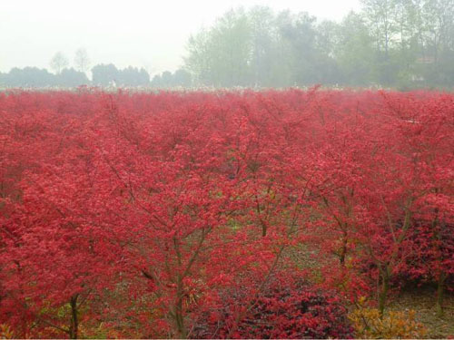 紅楓苗市移帕與鹽堿地綠化