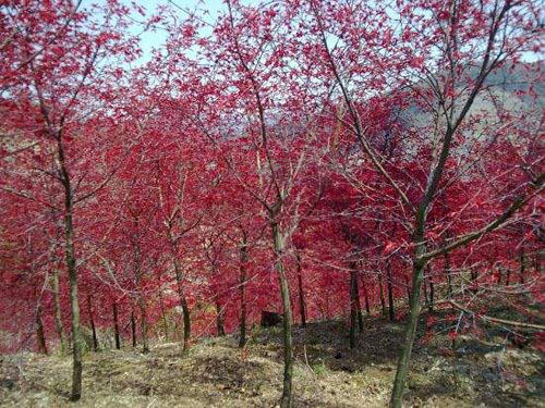 紅楓苗木的養(yǎng)護管理措施加以養(yǎng)護