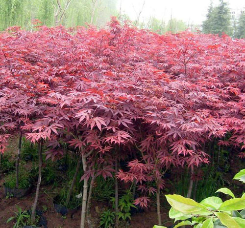 紅楓苗木的養(yǎng)護管理措施加以養(yǎng)護