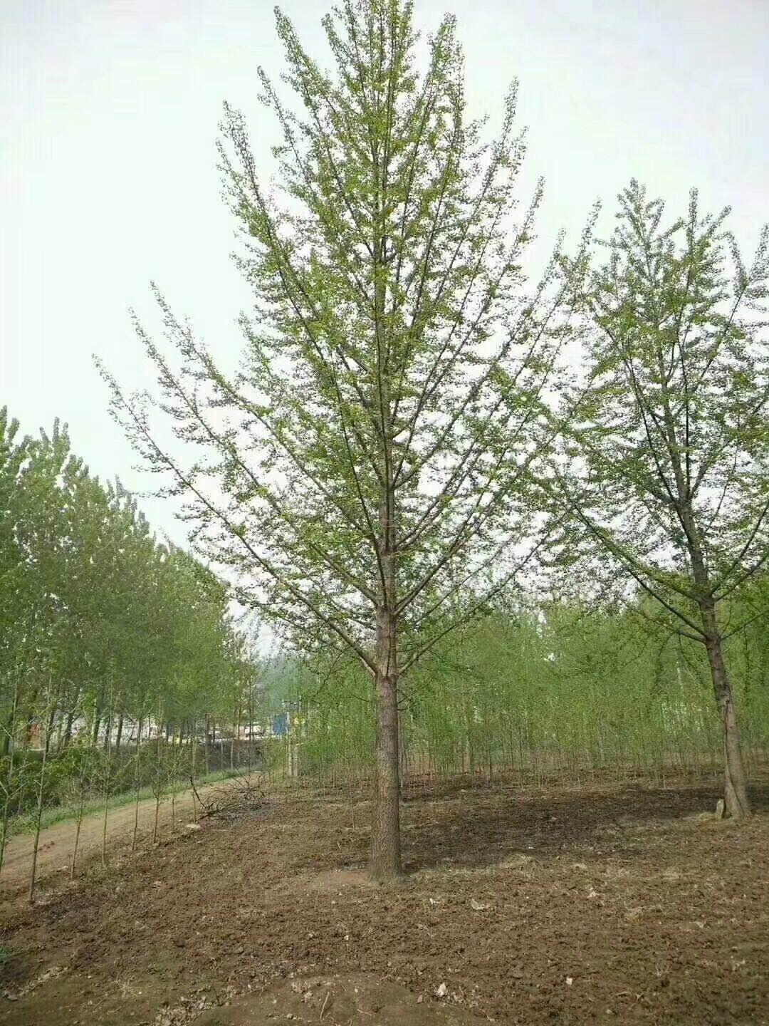 tľԏ(qing)ֲɻL(zhng)^