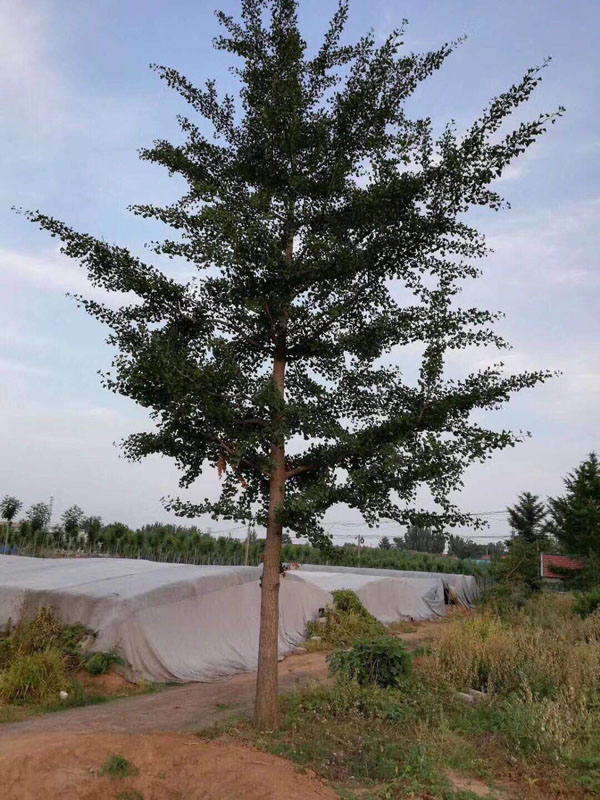 tľԏ(qing)ֲɻL(zhng)^
