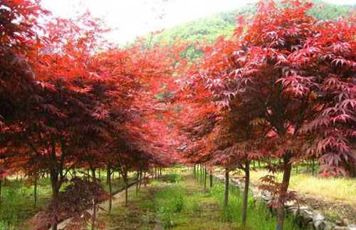 紅楓長遠(yuǎn)的苗木培育規(guī)劃