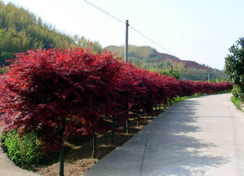 紅楓長遠(yuǎn)的苗木培育規(guī)劃