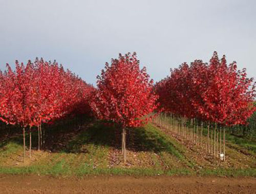 紅楓建立苗培育與養(yǎng)護以及苗木出圃
