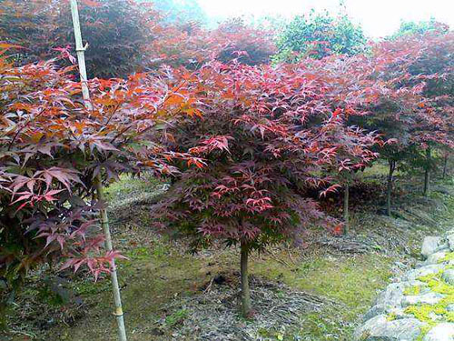 紅楓管理措施應(yīng)根據(jù)生根過程特點(diǎn)
