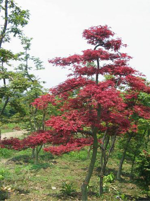 紅楓苗木繁殖技術(shù)采用組織培養(yǎng)技術(shù)進(jìn)行繁殖