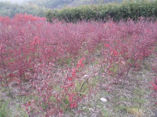 紅楓栽培普遍利用保護(hù)地栽培方式
