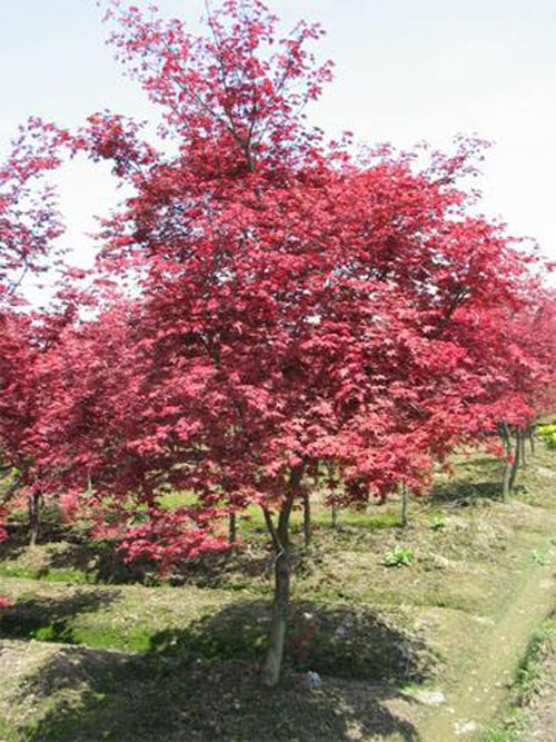 tԮ(dng)֦(qing)