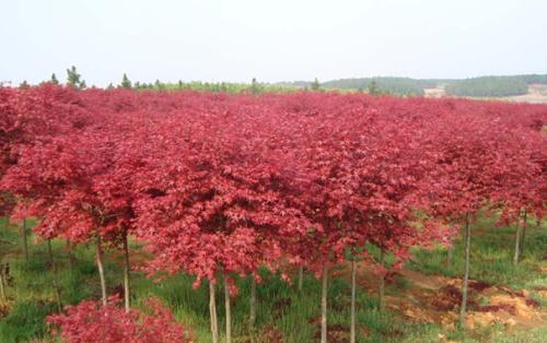 tԮ(dng)֦(qing)