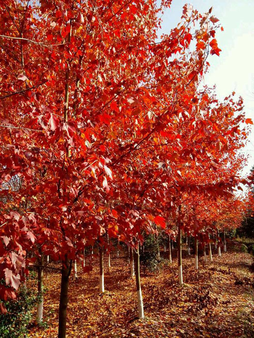 紅楓自然條件和育苗要求
