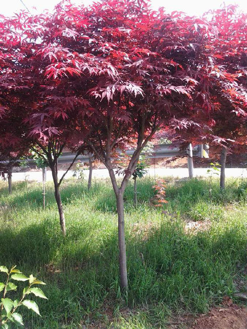 紅楓自然條件和育苗要求

