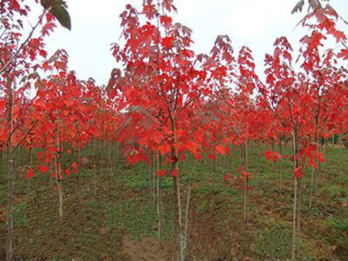 t\Ըϵl(f)_(d)ѿ(qing)޼