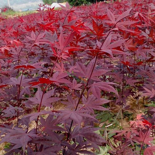 紅楓樹木的結(jié)實(shí)規(guī)律