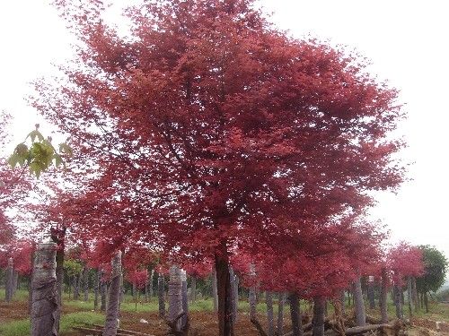 紅楓樹木的結(jié)實(shí)規(guī)律