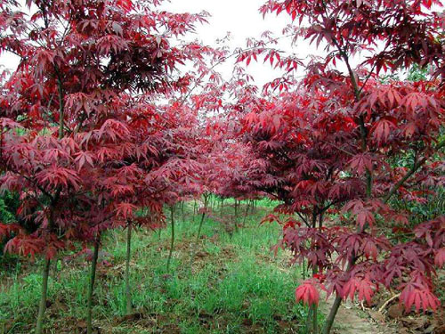 紅楓樹木的結(jié)實(shí)規(guī)律