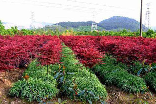 美國紅楓園林苗圃技術(shù)檔案的建立