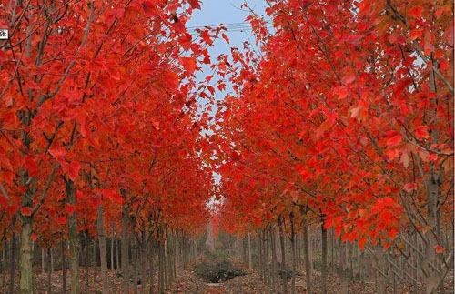 美國紅楓園林苗圃技術(shù)檔案的建立