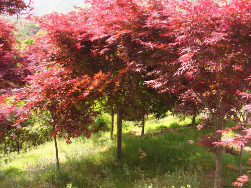 美國紅楓園林苗圃技術(shù)檔案的建立