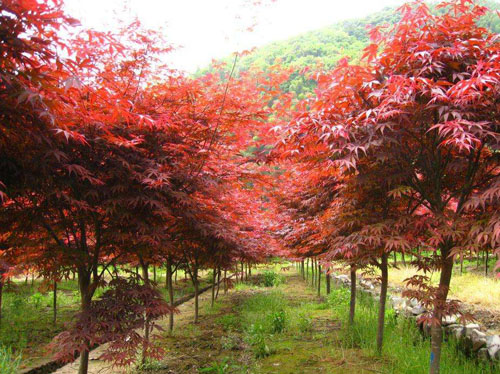 (gu)toQڏ(qing)횸ϵ