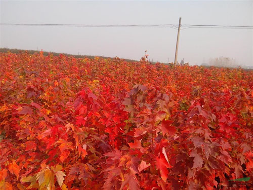 美國紅楓樹木栽植的季節(jié)